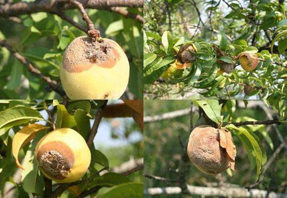Яблоки гниют на дереве: причины и методы лечения заболеваний. как бороться с плодовой гнилью на яблоне, чем опрыскать яблоню