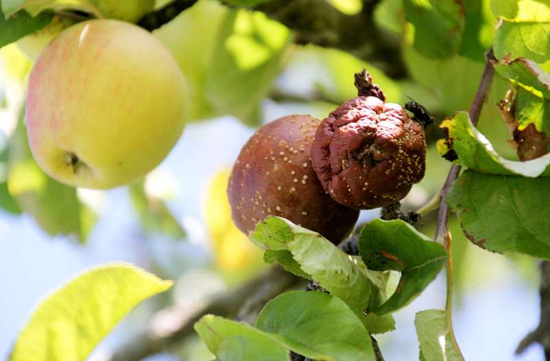Что делать, если яблоки гниют прямо на дереве, причины и меры борьбы