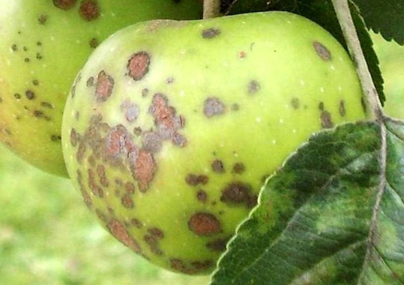 Плодовая гниль яблони (Монилиоз). Меры борьбы и что делать, когда яблоки гниют