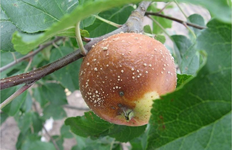 Яблоки гниют прямо на дереве: причины и лечение яблони