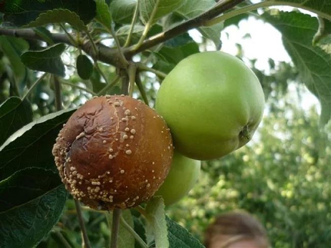 Почему яблоки гниют прямо на дереве и что делать: плодовая гниль – монилиоз
