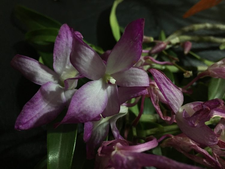 Почему у орхидеи вялые листья: что можно сделать с цветком
