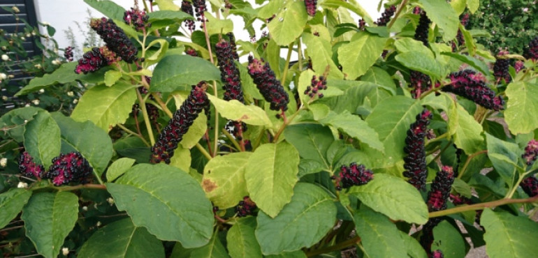 Лаконос, что это за растение, лечебные и полезные свойства ягоды, применение лаконоса в современной медицине