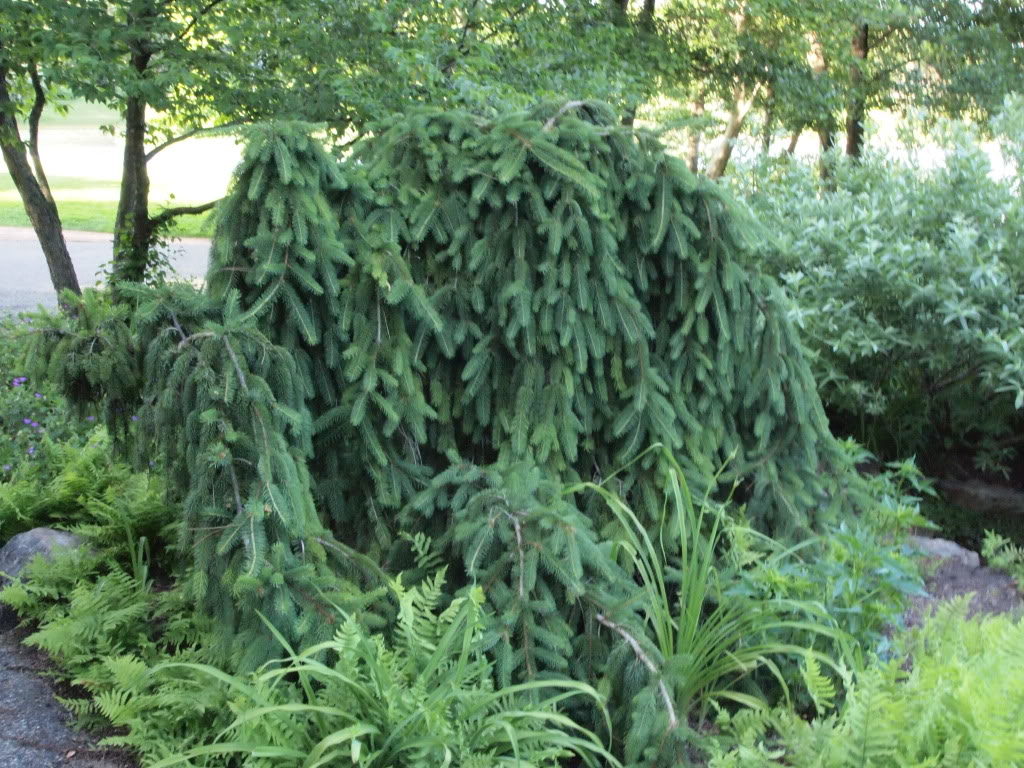 Ель обыкновенная « Инверса» (Picea abies Inversa) 