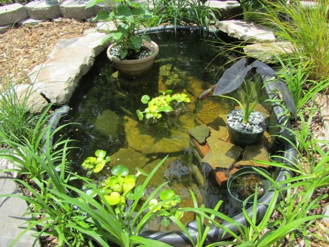 Водные растения для пресного пруда и водоема на даче