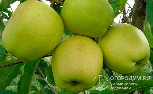 «Голден делишес» в России также известен как яблоко-груша «Золотое превосходное»