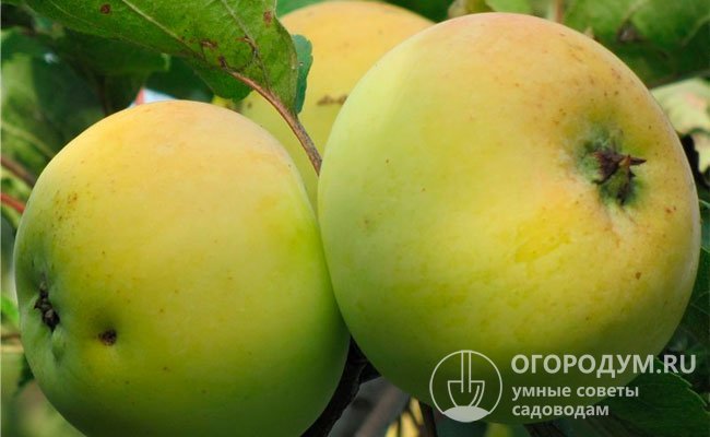 «Казанищенское» считается лучшим позднезимним селекционным сортом яблони Дагестанской СОС плодовых культур