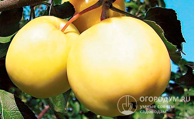 «Нимфа» – позднезимняя яблоня, считается очень перспективной для интенсивных садов короткого цикла в южных областях России