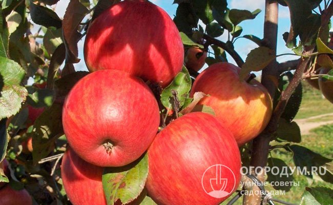 «Персиковое» создано селекционерами Северо-Кавказского зонального НИИ садоводства и виноградарства