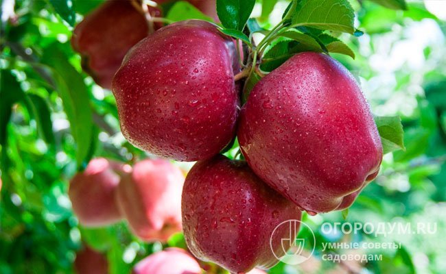 «Ред Делишес» имеет американское происхождение, входит в число лидеров мирового яблочного рынка