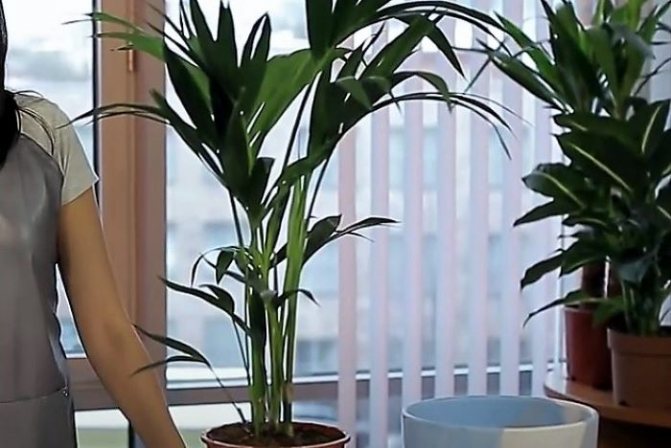 Растение у окна