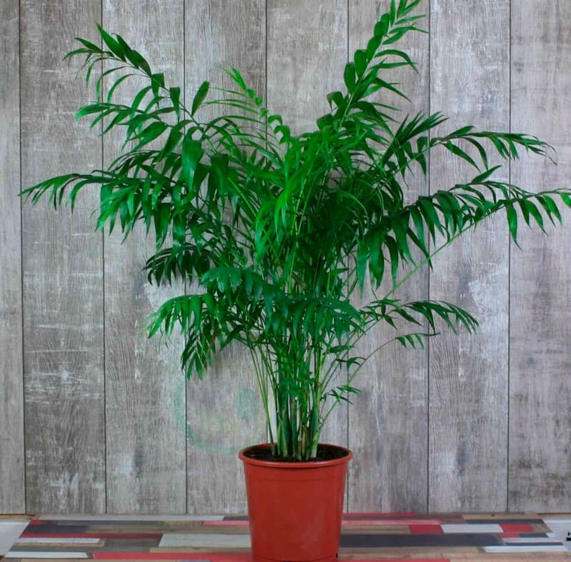 Перистолистная пальма Ховея - уход в домашних условиях, подкормки, грунт, видео