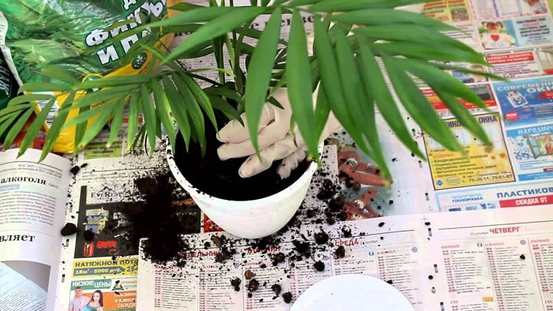 Перистолистная пальма Ховея - уход в домашних условиях, подкормки, грунт, видео