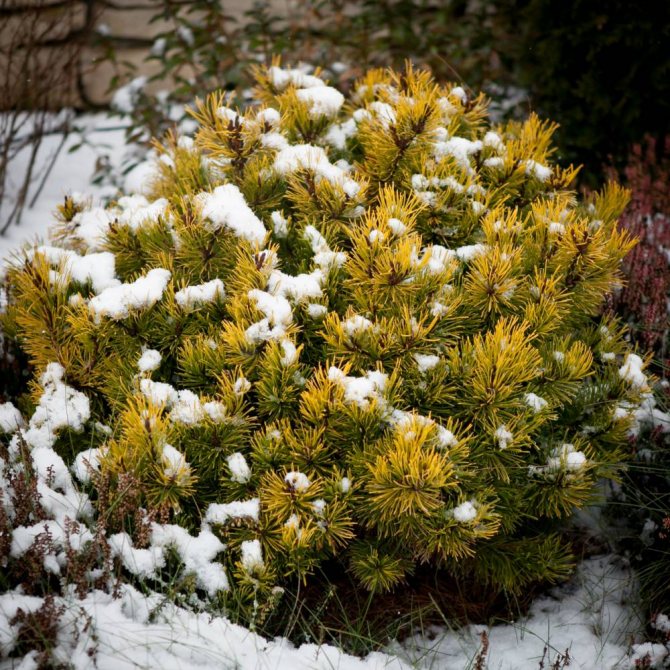 Теплый, янтарный цвет хвои сосны сорной Winter Gold на фоне ослепительно белого снега – восхитительное зрелище