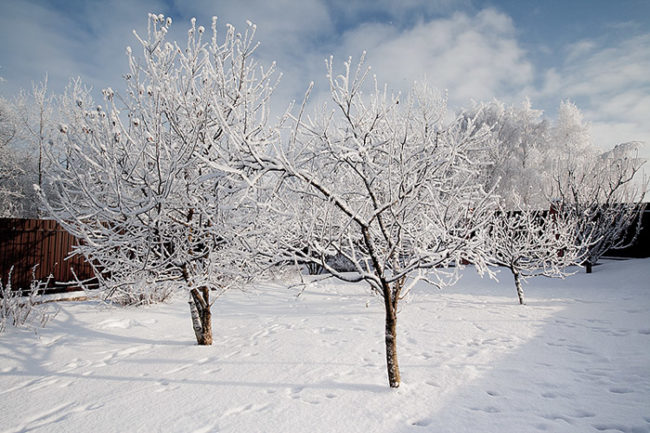Покрытые инеем кроны яблонь сорта Анис Свердловский в саду Среднего Урала