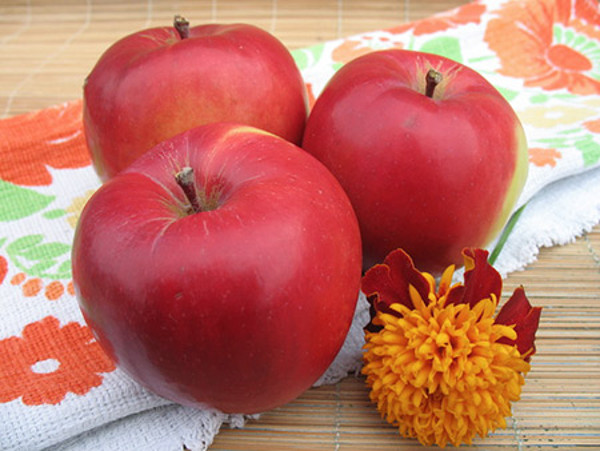 Три спелых яблока красного покровного окраса сорта Анис Свердловский