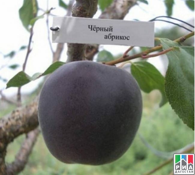 Сорт абрикоса черный принц: плюсы и минусы
