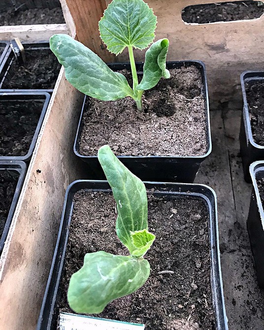 Выращивание кабачков в открытом грунте, в теплице и в домашних условиях: уход за ними, как вырастить хитрым способом