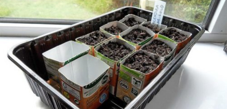 Выращивание кабачков в открытом грунте, в теплице и в домашних условиях: уход за ними, как вырастить хитрым способом