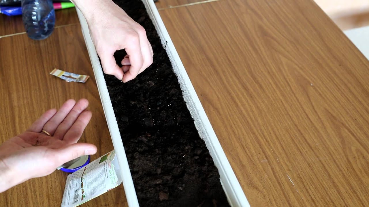 Выращивание петрушки из семян на подоконнике в горшке или на балконе квартиры: пошаговая инструкция как сажать корневую зелень, уход в домашних условиях Русский фермер