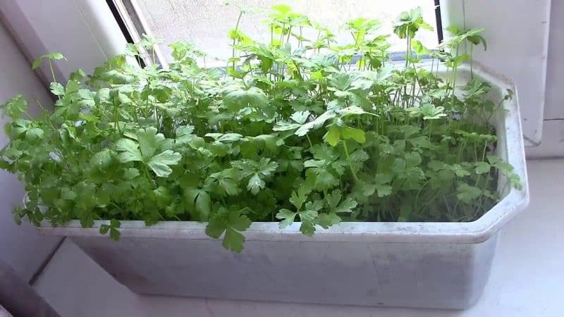 Как правильно выращивать петрушку на подоконнике и получать урожай круглый год