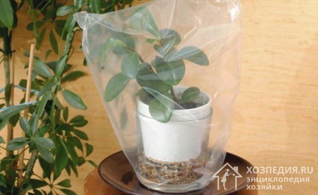 Небольшие растения можно накрыть сверху прозрачными пакетами