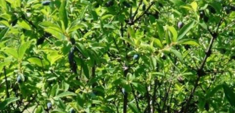 Жимолость Голубое Веретено: описание сорта с характеристикой и отзывами, особенности посадки и выращивания и ухода, фото