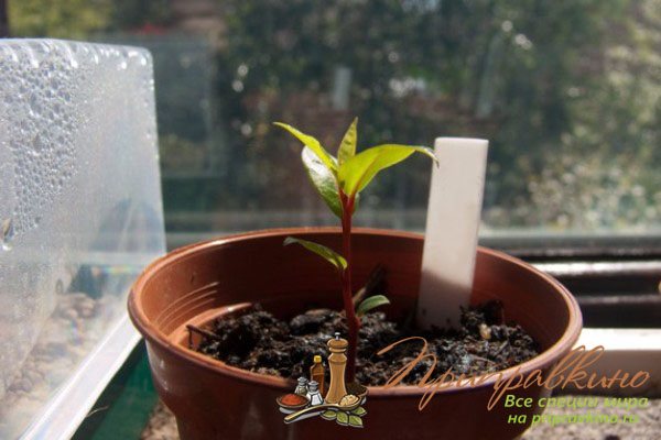 Лавр из семян в домашних условиях - как посадить и вырастить, видео
