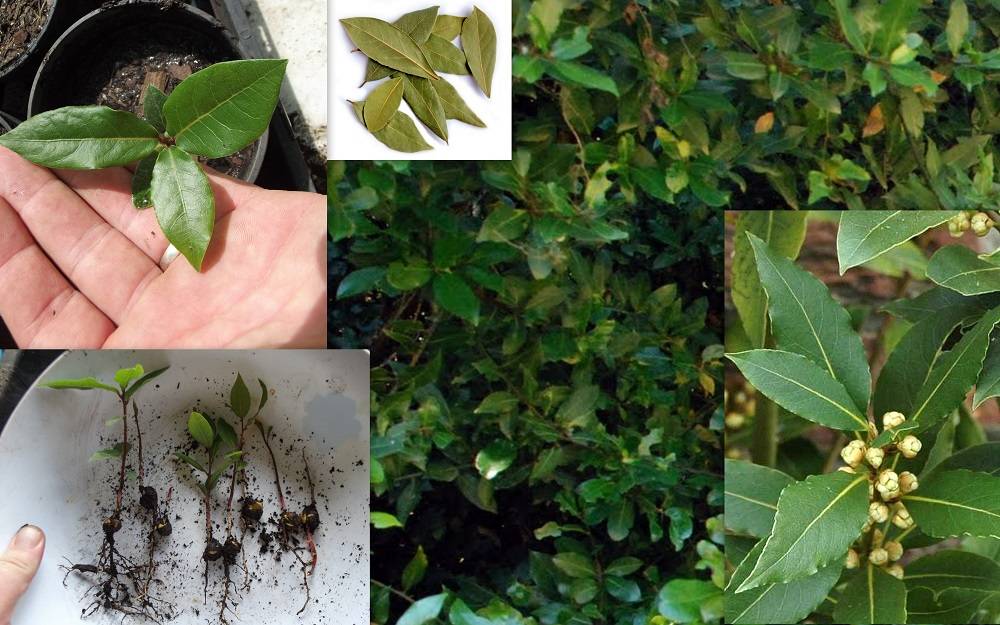 Реликтовое лавровое дерево в домашних условиях: уход, условия выращивания, посадка и размножение