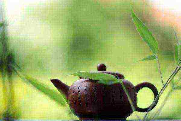 как выращивать чай в домашних условиях