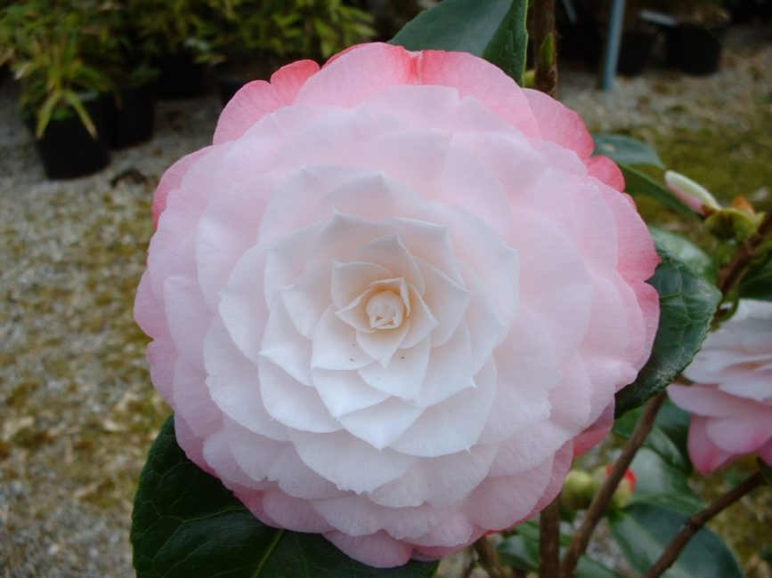 Дазайр Camellia Japonica