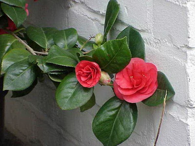 Комнатное растение японская камелия: фото, выращивание цветка в домашних условиях, уход за японской камелией
