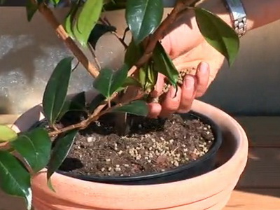 Комнатное растение японская камелия: фото, выращивание цветка в домашних условиях, уход за японской камелией