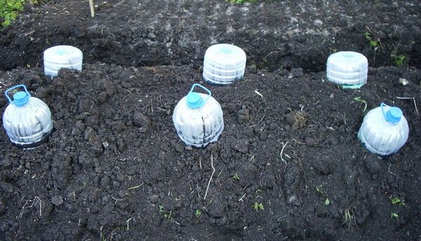 Когда лучше высаживать рассаду кабачков и как помочь ей прижиться в открытом грунте?