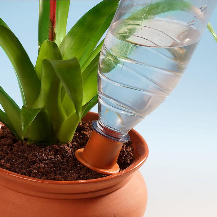 Полив комнатных растений. Как правильно поливать комнатные растения? Как спасти залитое растение?