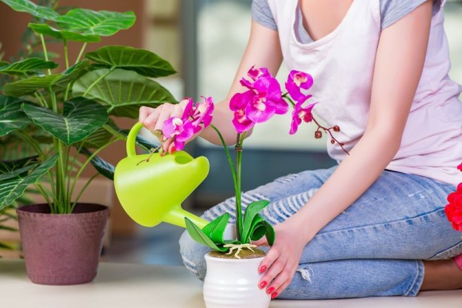 Напои флору: как поливать комнатные цветы