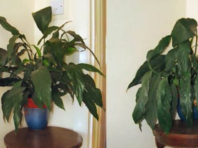 Полив комнатных растений. Как правильно поливать комнатные растения? Как спасти залитое растение?