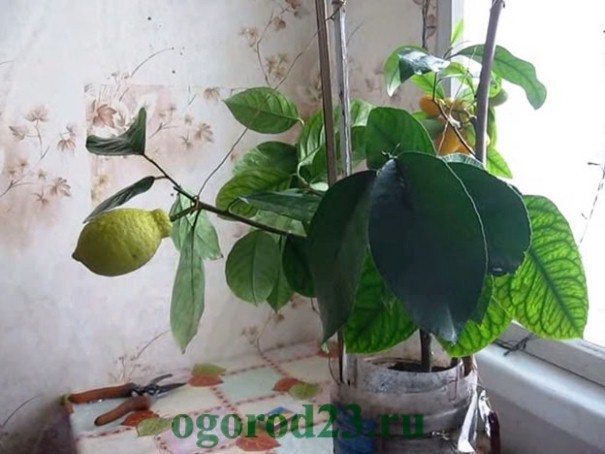 лимонное дерево уход в домашних условиях 3