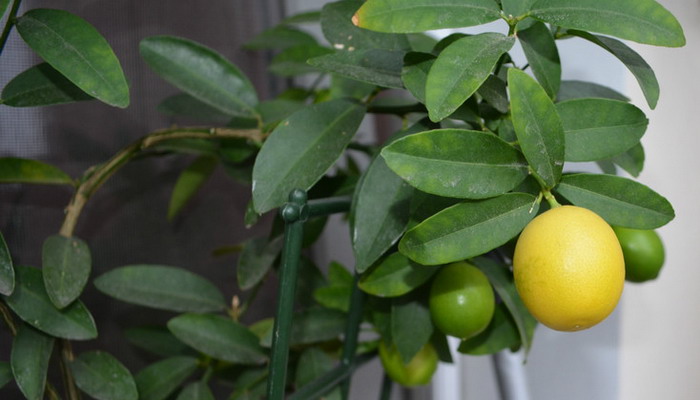 Лимонное дерево Вулкан