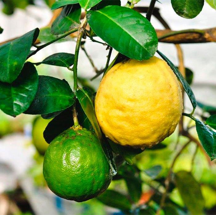 Лимонное дерево Киевский крупноплодный