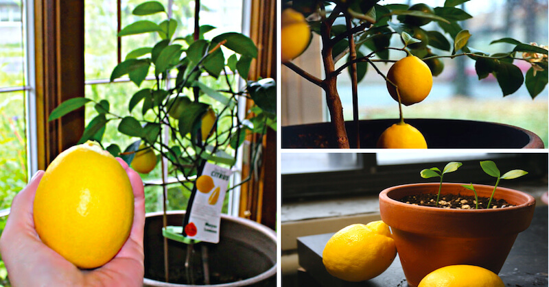 Лимон выращивание и уход в домашних условиях