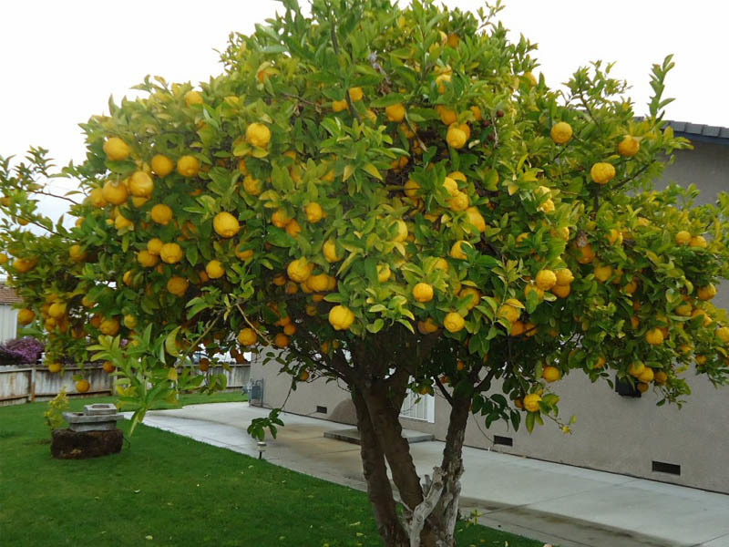 Обязательно высаживайте комнатный лимон на улицу в теплый период