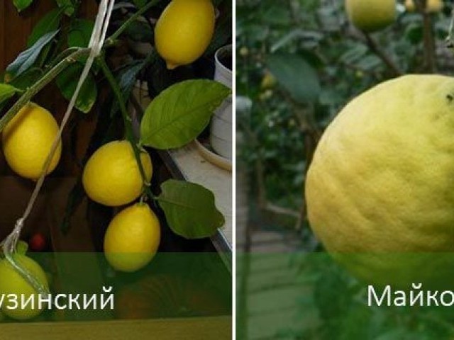 Лимонное дерево: уход в домашних условиях, как ухаживать