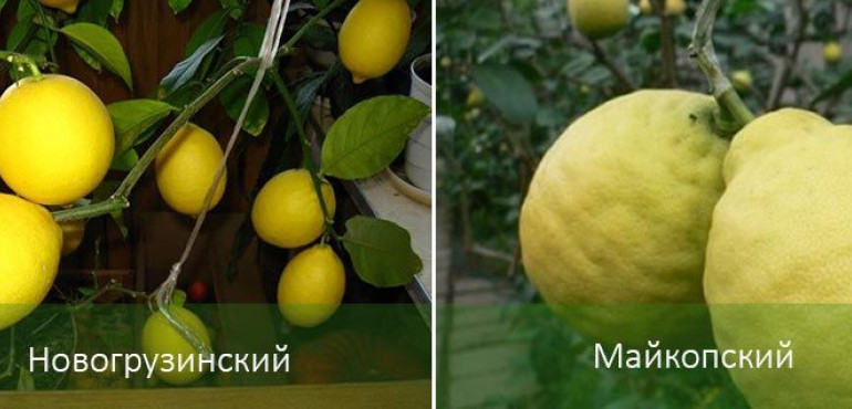 Лимонное дерево: уход в домашних условиях, как ухаживать