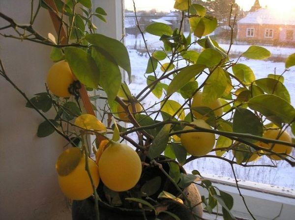 Взрослые лимоны пересаживают через 2–3 года