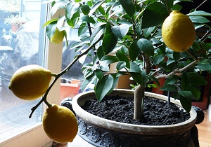 лимонное дерево фото