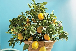 как ухаживать за лимонным деревом