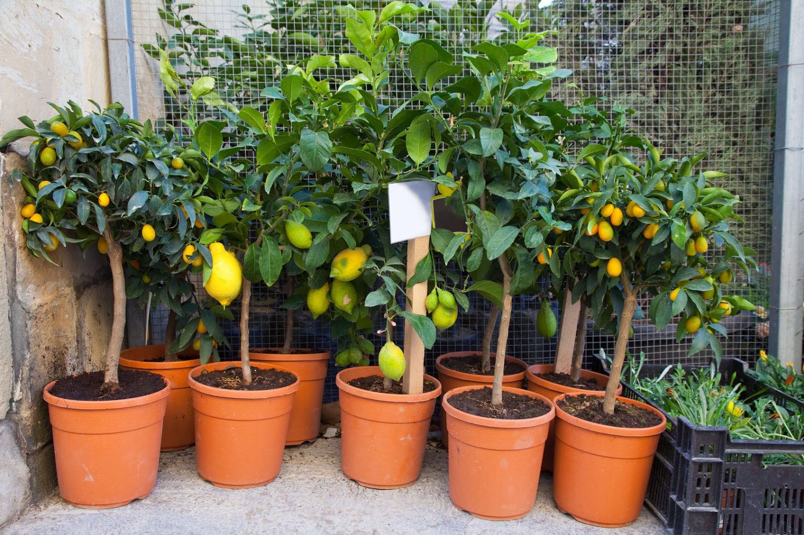 Уход за лимоном в горшке в домашних условиях: выращивание и чем подкормить