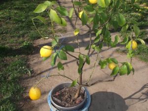 Уход за лимоном в горшке в домашних условиях: выращивание и чем подкормить