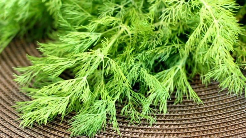 Лучшие сорта укропа на зелень без зонтиков для выращивания в теплицах, открытом грунте и домашних условиях